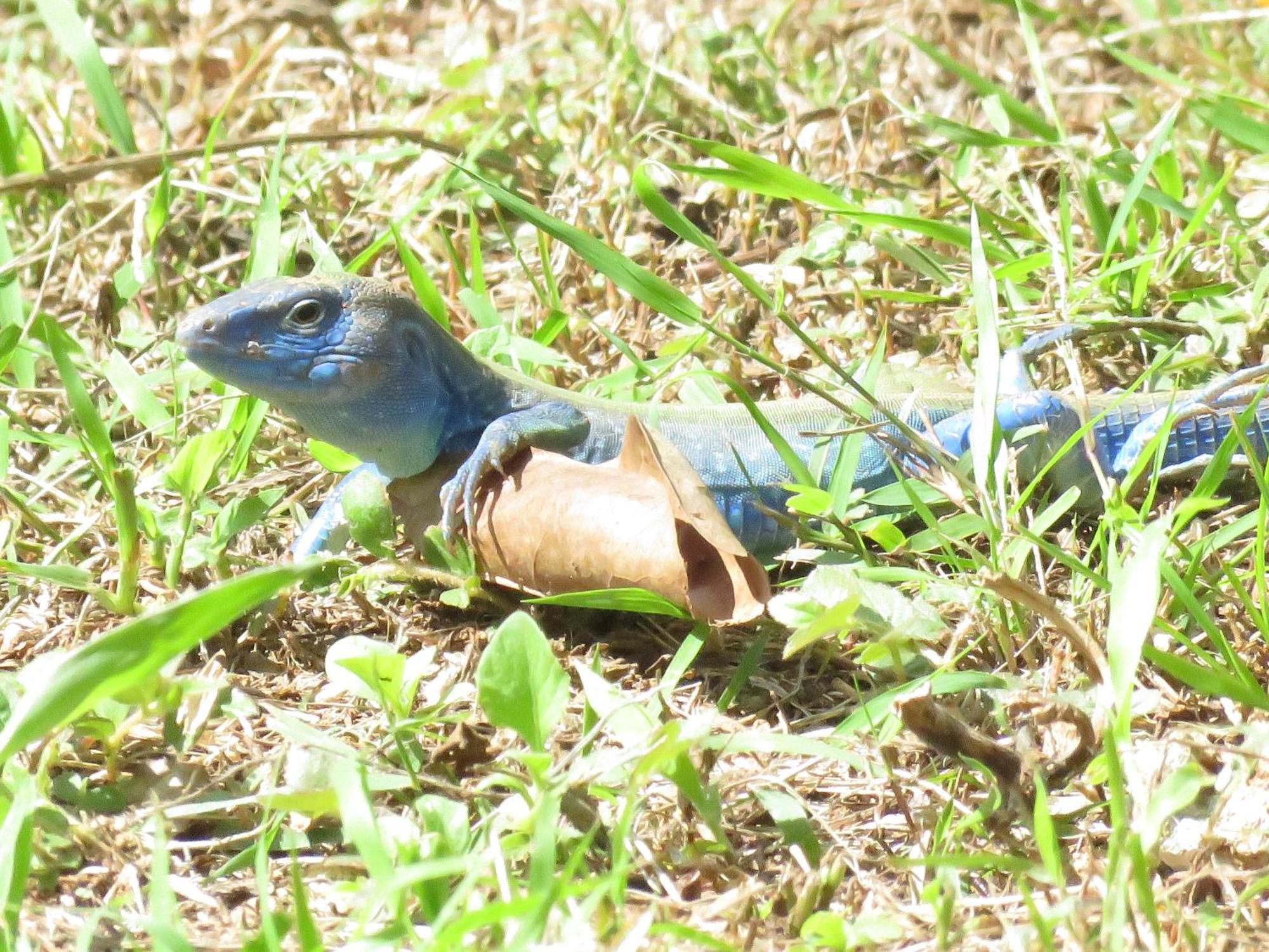 Вилла Blue Lizard House Сан-Андрес Экстерьер фото